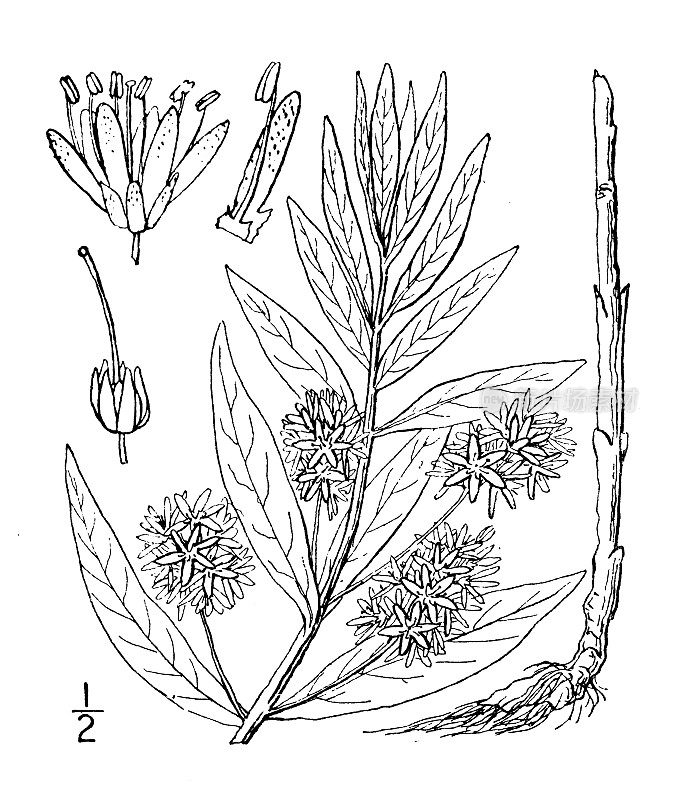 古植物学植物插图:Naumburgia thyrsiflora，簇毛莲